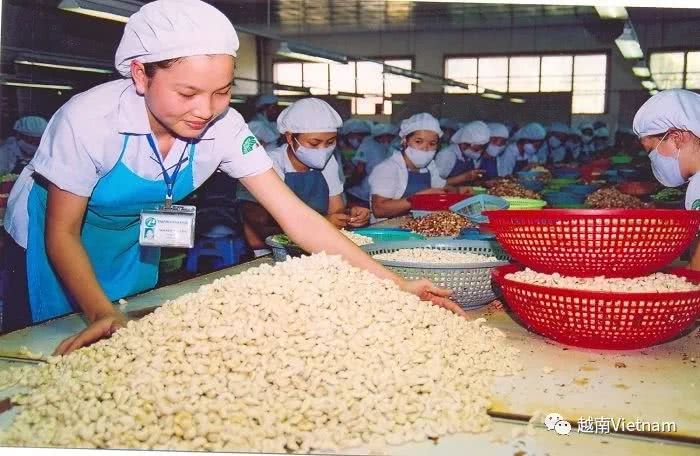 越南是柬埔寨最大的腰果出口市场